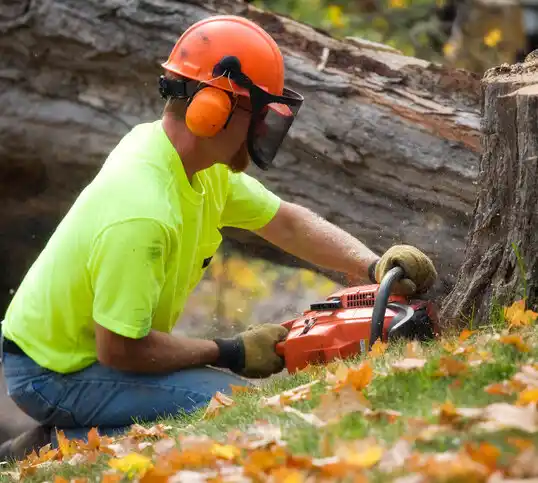 tree services Carteret